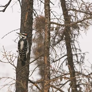 A Downy Woodpecker searches vainly for food in a burnt out forest neasr Fairbanks Alaska. The summer 0f 2004 was hot and dry leading to unprecedented forest fires which burnt an area the size of the UK in Alaska brought on by rapid temperature rise