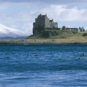 Eurasian river otters (Lutra lutra) by Duart castle. Duart Castle has been the home of the Clan Maclean since the 14th century. Isle of Mull, Scotland