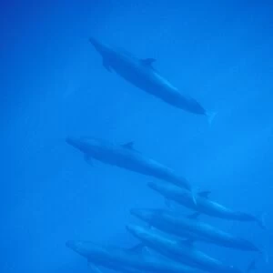 False Killer Whales (Pseudorca crassidens). Azores, Portugal, Atlantic. (rr)