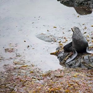 Fur Seal. Bearing Island, Russia