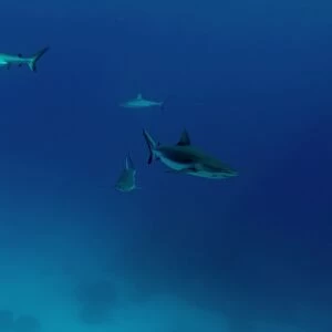 Gray reef sharks, Carcharhinus amblyrhynchos, glide over reef, Chuuk, Federated States of Micronesia, Pacific