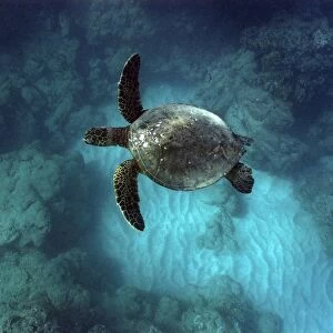 Green sea turtle, Chelonia mydas, Hanauma Bay, Oahu, Hawaii, (Pacific) (rr)