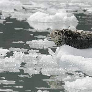 Harbor Seal (Phoca vitulina) mother on ice calved from the Sawyer Glaciers in Tracy arm, Southeast Alaska, USA. Pacific Ocean