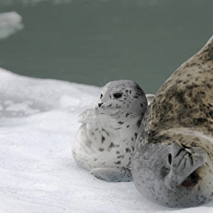 Harbor Seal (Phoca vitulina) mother and pup on ice calved from the Sawyer Glaciers in Tracy arm, Southeast Alaska, USA. Pacific Ocean