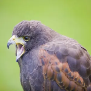 Un hibou de l'huître appelle Un hibou de l'huître appelle