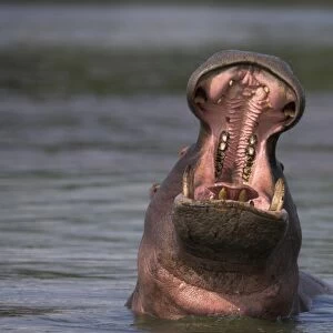 Hippo (Hippopotamus amphibius) yawning. Kruger National Park, Mpumalanga, South Africa