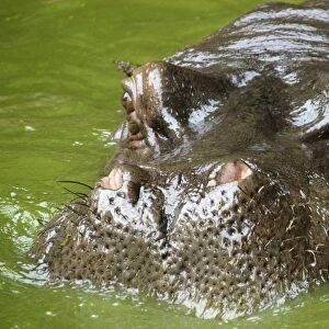 Hippopotamus (Hippopotamus amphibius) head, nostril detail, photo taken in captivity