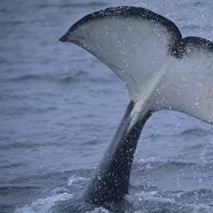 Male Transient Killer whale (Orcinus Orca) tail slap or fluke slap. National marine sanctuary, Monterey bay, California Pacific ocean, USA