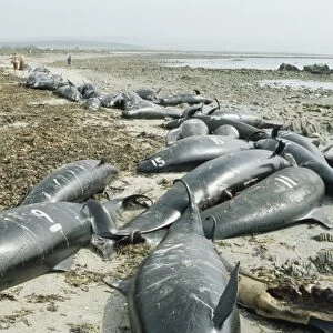 Mass stranding of False Killer Whales (Pseudorca crassidens). Some hundred animals came ashore in one of the biggest strandings recorded on the South African coast to date South African West coast at Ystervark Point in St Helena