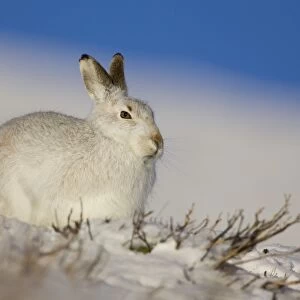 Mountain Hare (Lepus timidus) lying in snow with heather poking through snow. Hare has ear up listening. highlands, Scotland