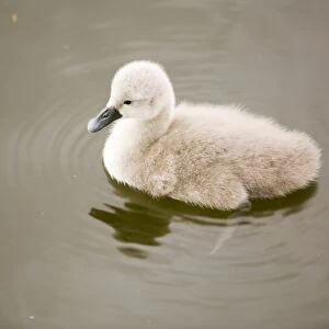 A Mute Swan cygnet