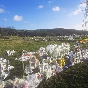 Plastic bags blown from a landfill site in Barrow in Furness, Cumbria, UK
