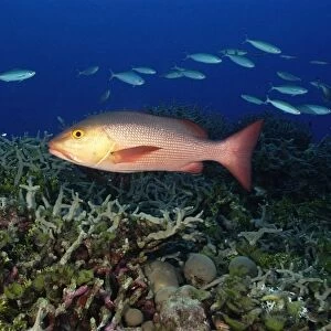 Red snapper, Lutjanus Bohar, swims over coral reef, Rongelap, Marshall Islands, Micronesia
