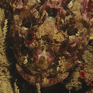 Scorpionfish (Scorpaena scrofa) Sardinia, Italy (RR)