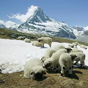 Sheep cooling down on the snow infront of the Matterhorn above Zermatt Switzerland