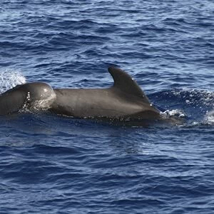 Short-fin Pilot Whale, Globicephala macrorhynchus, mother and calf swimming off the Azores Islands (RR)