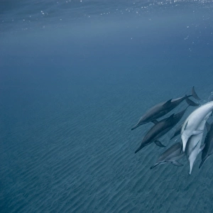 Spinner dolphins (Stenella longirostris). Big Island, Hawaii, USA (RR)