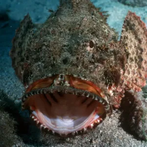 Stonefish Print by Tom Campbell Stonefish Print by Tom Campbell