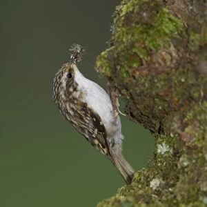 Treecreeper (Certhia familiaris) with insects in mouth about to feed young. Nest located in a hole in the bark Argyll, Scotland