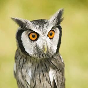 A White Faced Owl with a surprised expression on its face