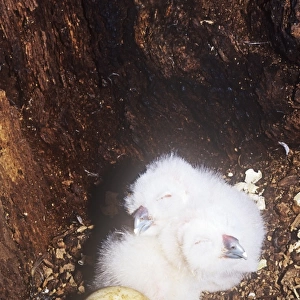 Young Tawny Owl chicks in the nest in a hollow tree in Ambleside, Cumbria, UK