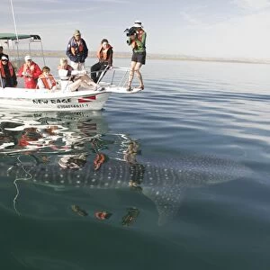Young Whale Shark (Rhincodon typus) with boat and watchers at El Mogote, La Paz, Baja California Sur, Mexico