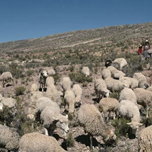BOLIVIA, Potosi Totora Pampa. Family with their flock of sheep