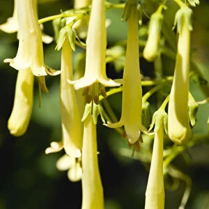 Cape cowslip, Phygelius Funfair Yellow, pendulous tubular flowers growing on a plant