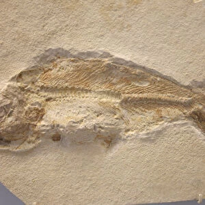 A Fish Fossil