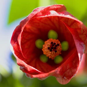 Indian mallow, Abutilon, close up view of flower interior and red petals