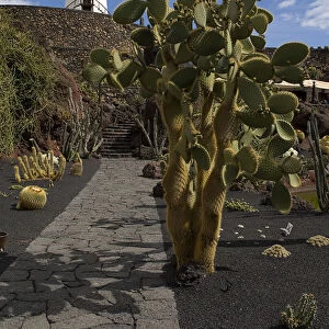 Jardin de Cactus. Former volcanic quarry transformed by Cesar Manrique. Cactus growing from black volcanic soil with restored windmill on raised wall behind