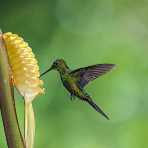 A male Green-crowned Brilliant Hummingbird feeds on the flower of a Rattlesnake Plant in