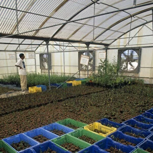 UAE, Abu Dhabi, Al Sammaliah Mangrove nursery growing imported