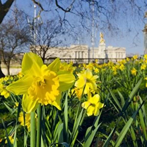 UK, England, London, St. James Park, Buckingham Palace with Daffodils in Spring