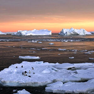 Antarctic Metal Print Collection: Environment
