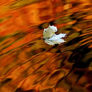 An autumn leaf drifts in a pond in one of the citys many parks in St. Petersburg
