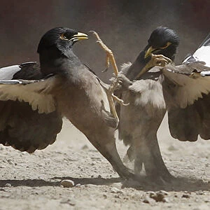 Two birds fight near the village of Jelawar in the Arghandab Valley north of Kandahar