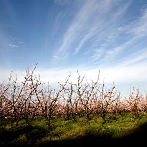 Blossoming peach trees are seen in an orchard in Melilla, on the outskirts of Montevideo