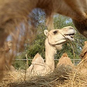 Energy Collection: Camels