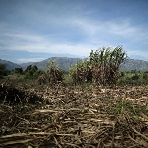 Canes are seen in a sugar cane field on the outskirts of Ganthier