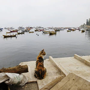 A cat is pictured near unused fishing boats at Caleta Infiernillo, a small fishing