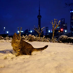 A cat stands on a snow-covered meadow at the Bund in Shanghai