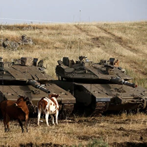 Cattle stand next to tanks in the Israeli-occupied Golan Heights, Israel