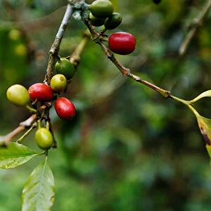 Coffee fruits are seen at a plantation in Pueblorrico