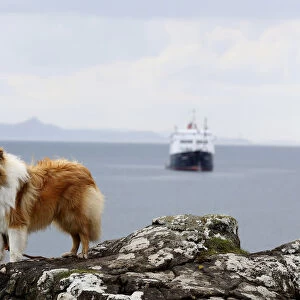A collie dog is seen on the island of Eigg, Inner Hebrides, Scotland