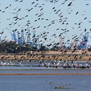 Cormorans and seagulls fly at the Albufera Natural Park in Valencia
