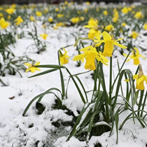 Daffodils wilt in the snow in Greenwich Park, London