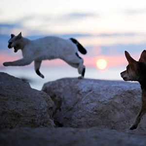 A dog chases a cat on a breakwater along the shore of the Mediterranean Sea in Ashkelon