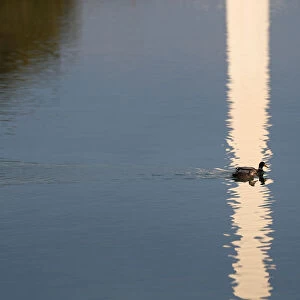Ducks swim in the reflecting pool between the Lincoln Memorial