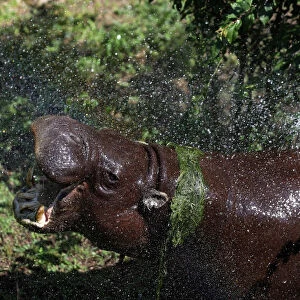 Emilio, a pygmy hippopotamus, is sprayed with water to cool down on a hot summer day at